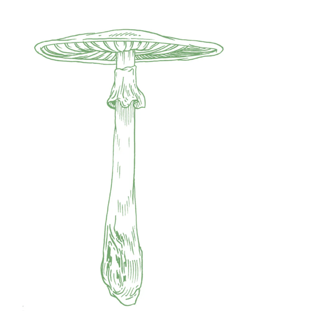 Field Guide, Volume 1 'Summer' - Image 3