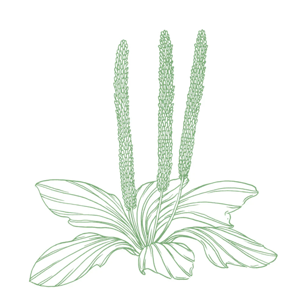 Field Guide, Volume 1 'Summer' - Image 5